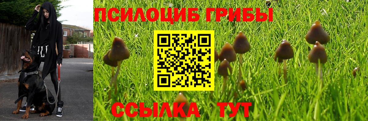 Псилоцибиновые грибы Cubensis  Галлюциногенные грибы Psilocybe  Ишим 