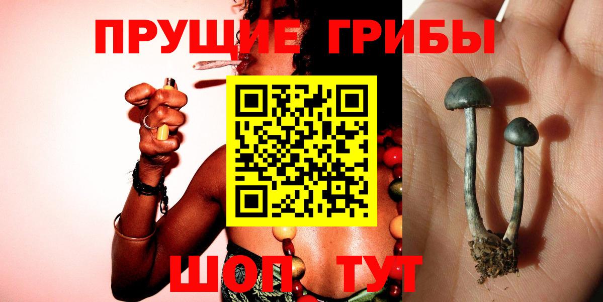 Ишим  Псилоцибиновые грибы Cubensis  цена   Вход с VPN 